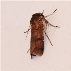 Agrotis porphyricollis (Variable Cutworm) at Turner, ACT - 14 Dec 2024 by ConBoekel