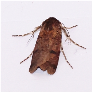 Agrotis porphyricollis at Turner, ACT - 14 Dec 2024 09:23 PM