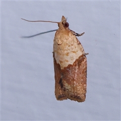 Epiphyas postvittana (Light Brown Apple Moth) at Turner, ACT - 14 Dec 2024 by ConBoekel