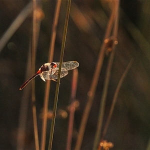 Diplacodes sp. (genus) at Throsby, ACT - 15 Dec 2024