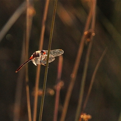 Diplacodes sp. (genus) (Percher) at Throsby, ACT - 15 Dec 2024 by TCosta