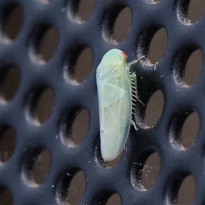Batracomorphus sp. (genus) (An Iassinae leafhopper) at Turner, ACT - 14 Dec 2024 by ConBoekel