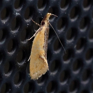 Thema brevivitella (A Concealer moth (Chezala Group)) at Turner, ACT by ConBoekel