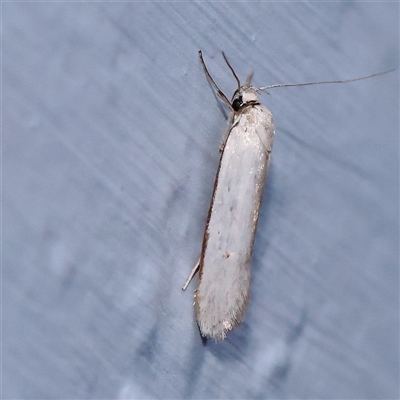 Philobota productella (Pasture Tunnel Moth) at Turner, ACT - 15 Dec 2024 by ConBoekel