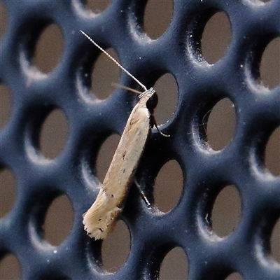 Mesophleps crocina (A Gelechioid moth (Anacampsinae)) at Turner, ACT - 15 Dec 2024 by ConBoekel