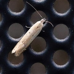 Mesophleps crocina at Turner, ACT - 15 Dec 2024 09:06 PM