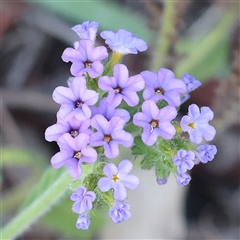 Verbena rigida var. rigida (Veined Verbena) at Acton, ACT - 16 Dec 2024 by ConBoekel