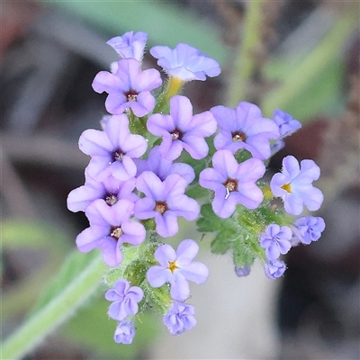 Verbena rigida var. rigida (Veined Verbena) at Acton, ACT - 16 Dec 2024 by ConBoekel