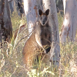 Wallabia bicolor (Swamp Wallaby) at Aranda, ACT by ConBoekel