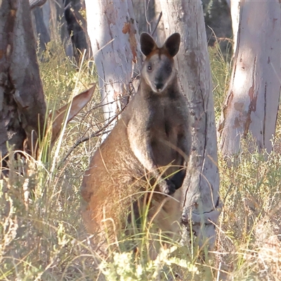 Wallabia bicolor (Swamp Wallaby) at Aranda, ACT - 16 Dec 2024 by ConBoekel