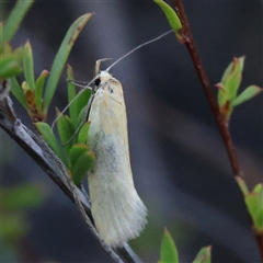 Oecophoridae (family) (Unidentified Oecophorid concealer moth) at Aranda, ACT - 15 Dec 2024 by ConBoekel