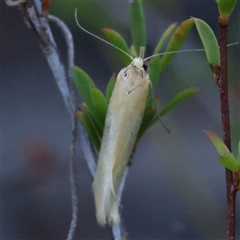 Oecophoridae (family) at Aranda, ACT - 16 Dec 2024 07:24 AM