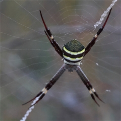 Argiope (genus) (A St. Andrew's cross spider) at Aranda, ACT - 16 Dec 2024 by ConBoekel
