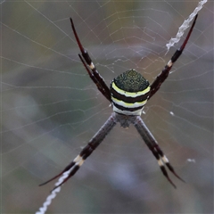 Argiope sp. (genus) (A St. Andrew's cross spider) at Aranda, ACT - 15 Dec 2024 by ConBoekel