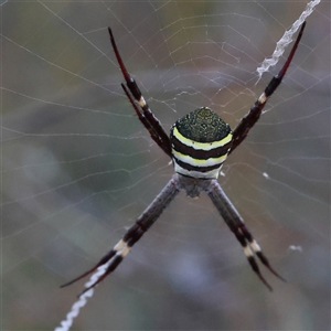 Argiope sp. (genus) (A St. Andrew's cross spider) at Aranda, ACT by ConBoekel