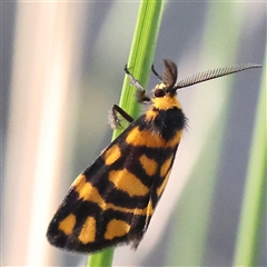 Asura lydia (Lydia Lichen Moth) at Aranda, ACT - 15 Dec 2024 by ConBoekel