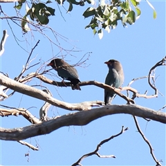 Eurystomus orientalis (Dollarbird) at Aranda, ACT - 15 Dec 2024 by ConBoekel