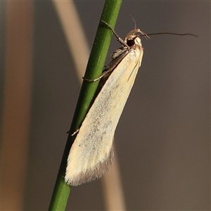 Parergophela melirrhoa at Bruce, ACT - 16 Dec 2024 07:54 AM