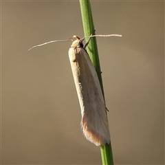 Parergophela melirrhoa at Bruce, ACT - 16 Dec 2024 07:54 AM