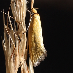 Parergophela melirrhoa (Chezela Group) at Acton, ACT by ConBoekel