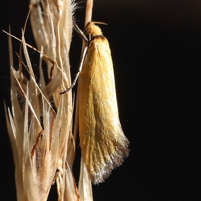 Parergophela melirrhoa (Chezela Group) at Acton, ACT - 16 Dec 2024 by ConBoekel