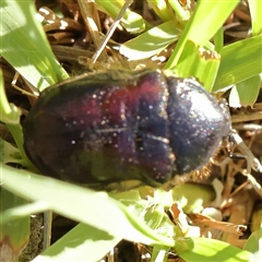 Bisallardiana gymnopleura (Brown flower chafer) at Acton, ACT - 16 Dec 2024 by ConBoekel