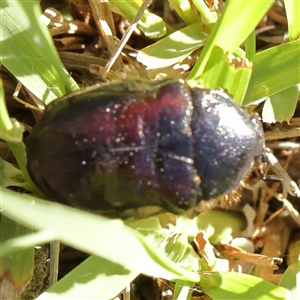 Bisallardiana gymnopleura (Brown flower chafer) at Acton, ACT by ConBoekel