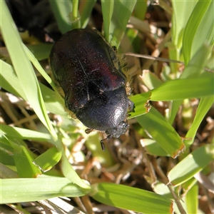 Bisallardiana gymnopleura at Acton, ACT - 16 Dec 2024