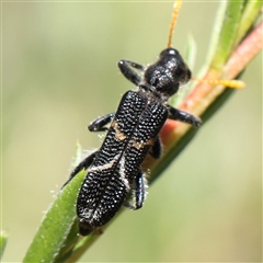 Scrobiger idoneus (Checkered beetle) at Acton, ACT - 16 Dec 2024 by ConBoekel