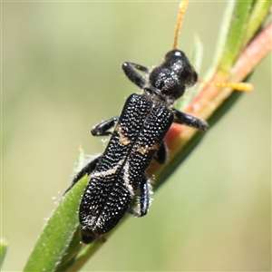 Scrobiger idoneus (Checkered beetle) at Acton, ACT by ConBoekel