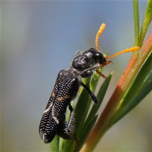 Scrobiger idoneus at Acton, ACT - 16 Dec 2024