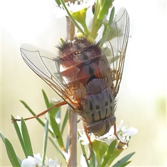 Rutilia (Rutilia) setosa (A bristle fly) at Acton, ACT - 16 Dec 2024 by ConBoekel