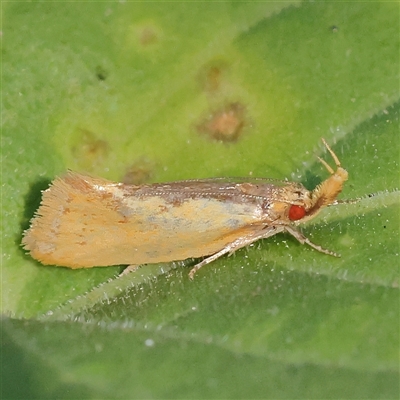 Thema brevivitella (A Concealer moth (Chezala Group)) at O'Connor, ACT - 16 Dec 2024 by ConBoekel