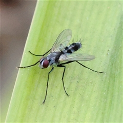 Sumpigaster sp. (genus) at O'Connor, ACT - 15 Dec 2024 by ConBoekel