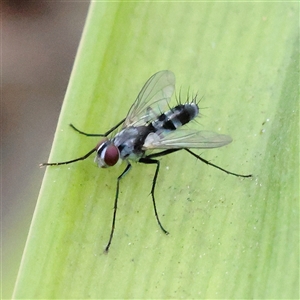 Sumpigaster sp. (genus) (A bristle fly) at O'Connor, ACT by ConBoekel