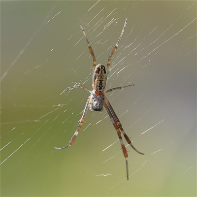 Trichonephila edulis (Golden orb weaver) at O'Connor, ACT - 16 Dec 2024 by ConBoekel