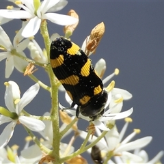 Castiarina australasiae (A jewel beetle) at Hughes, ACT - 16 Dec 2024 by LisaH