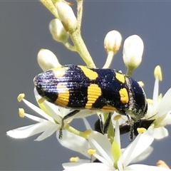 Castiarina australasiae at Hughes, ACT - 16 Dec 2024 10:01 AM