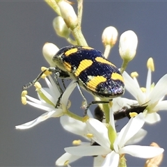 Castiarina australasiae at Hughes, ACT - 16 Dec 2024 10:01 AM