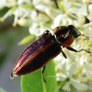 Selagis aurifera (Aurifera jewel beetle) at Hughes, ACT by LisaH