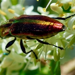 Selagis aurifera at Hughes, ACT - 16 Dec 2024