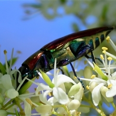 Selagis aurifera at Hughes, ACT - 16 Dec 2024