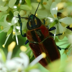 Selagis aurifera at Hughes, ACT - 16 Dec 2024