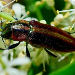 Selagis aurifera at Hughes, ACT - 16 Dec 2024