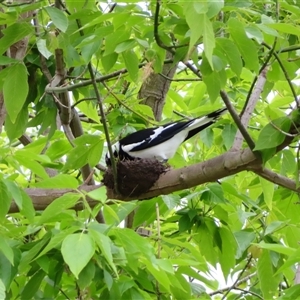 Grallina cyanoleuca (Magpie-lark) at Richardson, ACT by MB