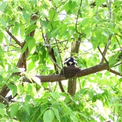 Grallina cyanoleuca at Richardson, ACT - 14 Oct 2024