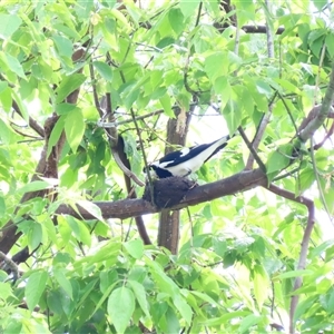 Grallina cyanoleuca at Richardson, ACT - 14 Oct 2024