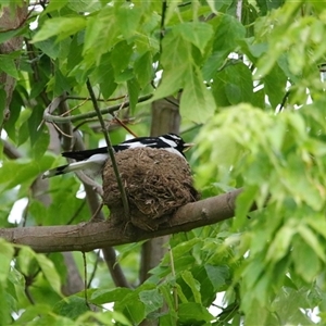 Grallina cyanoleuca (Magpie-lark) at Richardson, ACT by MB