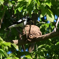 Grallina cyanoleuca (Magpie-lark) at Richardson, ACT - 18 Nov 2024 by MB