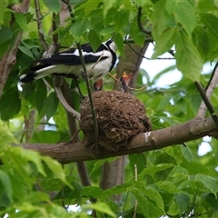 Grallina cyanoleuca (Magpie-lark) at Richardson, ACT - 19 Nov 2024 by MB